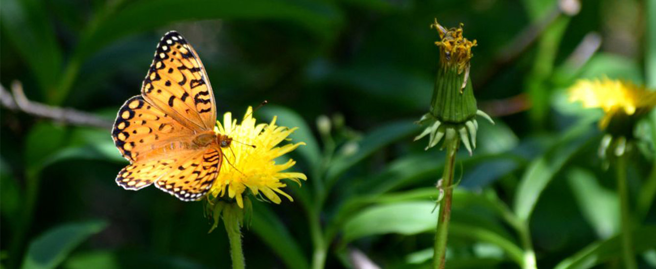 Butterfly by Todd Ciccarelli EPC staff