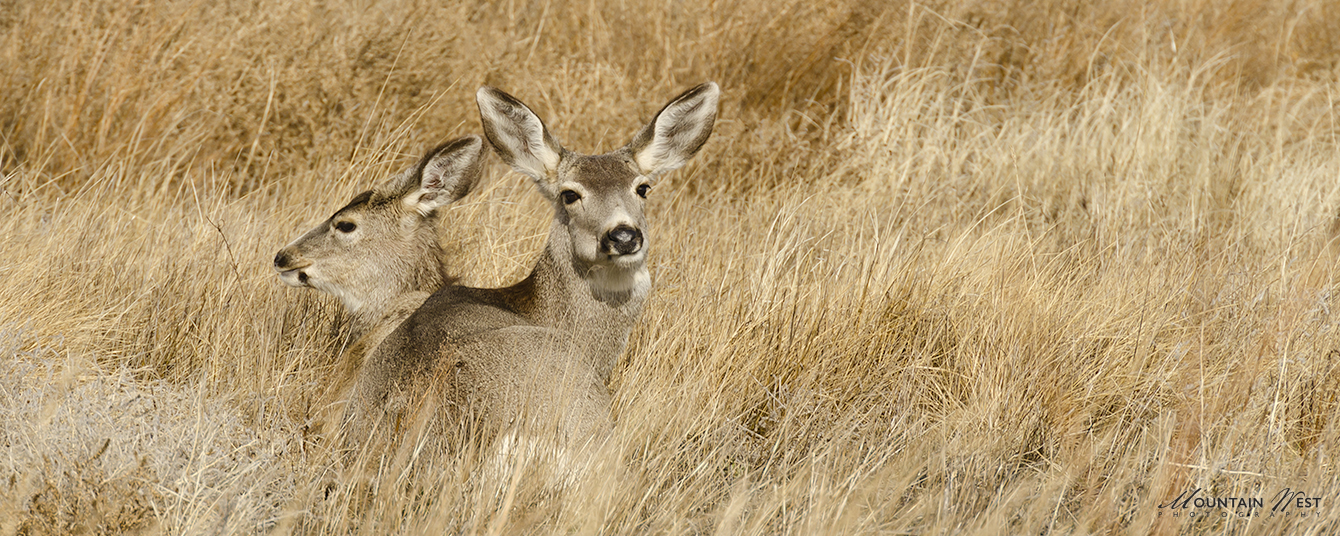 Dave Snyder Deer MWP