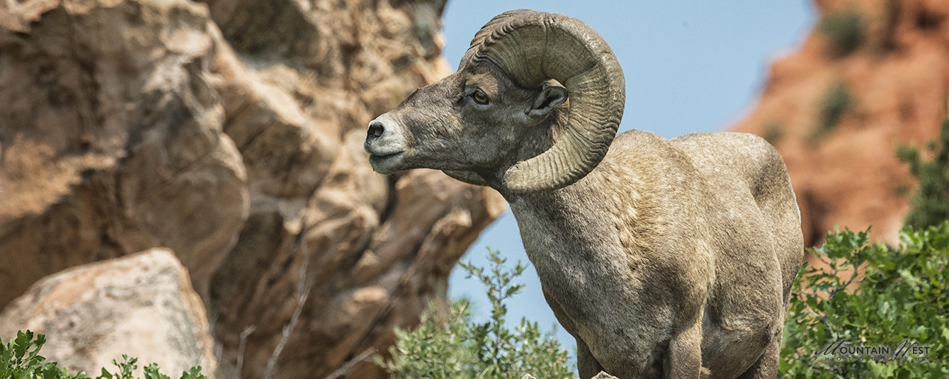 Dave Snyder Ram