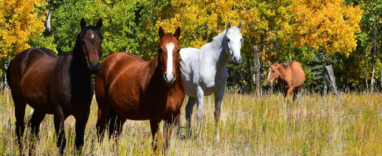 Horses by Todd Ciccarelli EPC staff