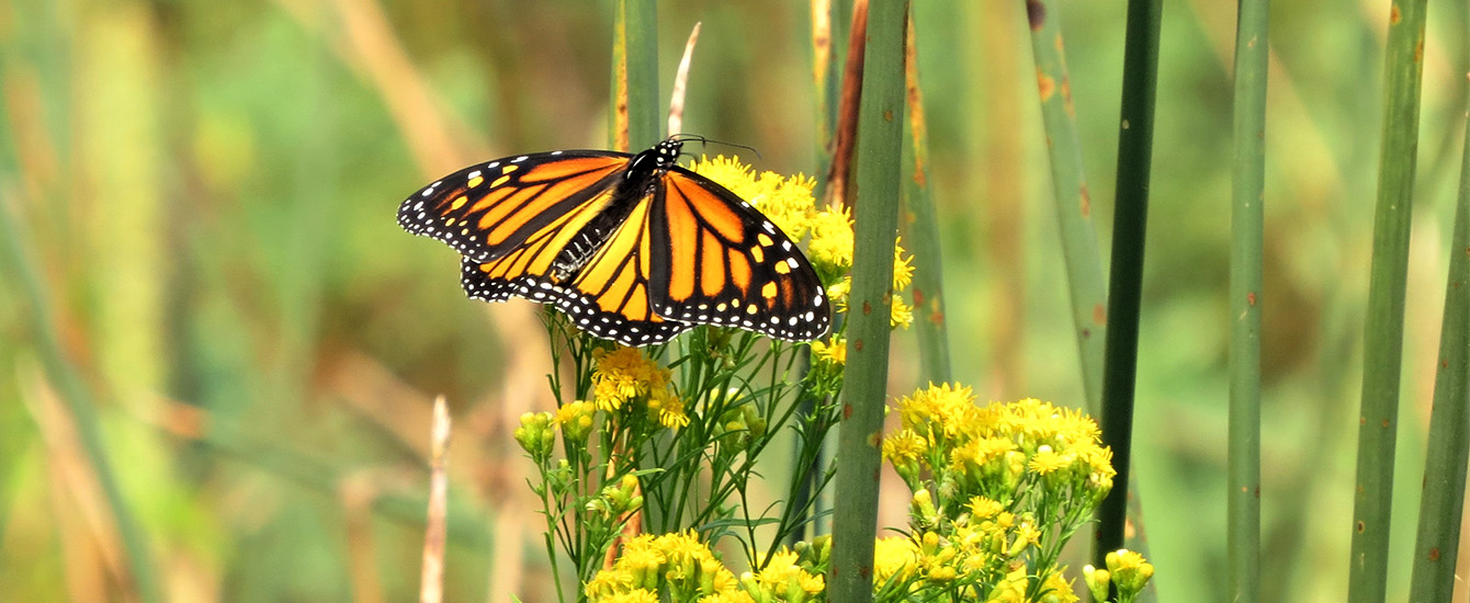 Monarch Butterfly nature center photo