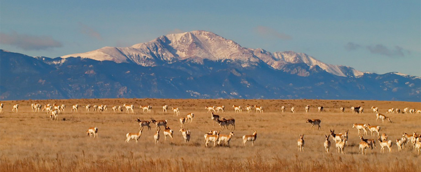Pronghorn and Pikes Peak Steve Blankenship EPC staff