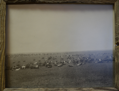 Stewarts Collection Cattle Round Up 1885